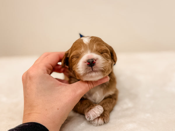 Micro/Mini Goldendoodle Boy $2,500