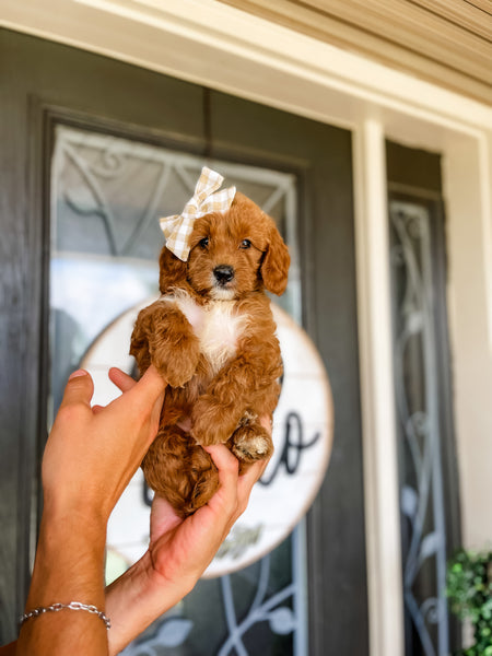 Micro/Mini Goldendoodle Girl $1,500