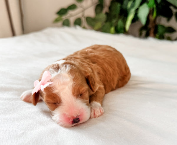 Micro Goldendoodle Girl $2,500