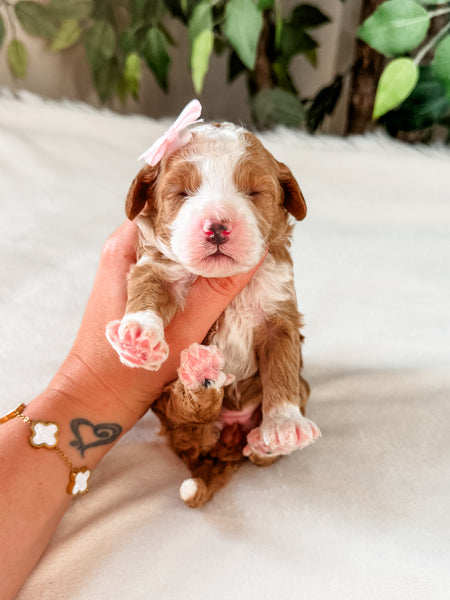 Micro Goldendoodle Girl $2,500