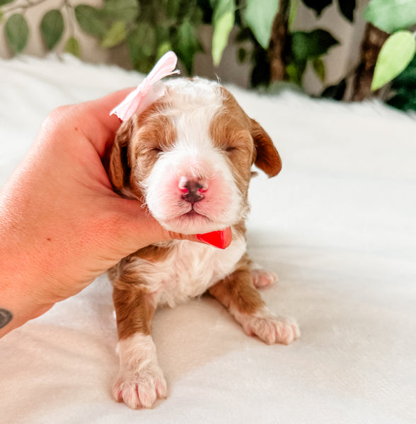 Micro Goldendoodle Girl $2,500