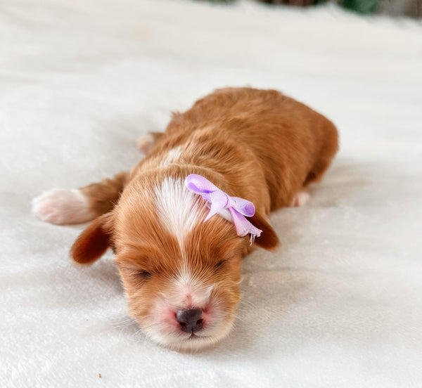 Micro Goldendoodle Girl $2,500