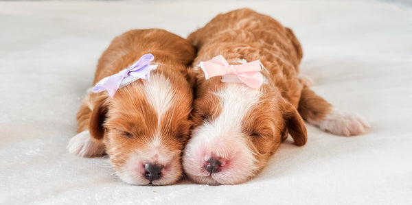 Micro Goldendoodle Girl $2,500