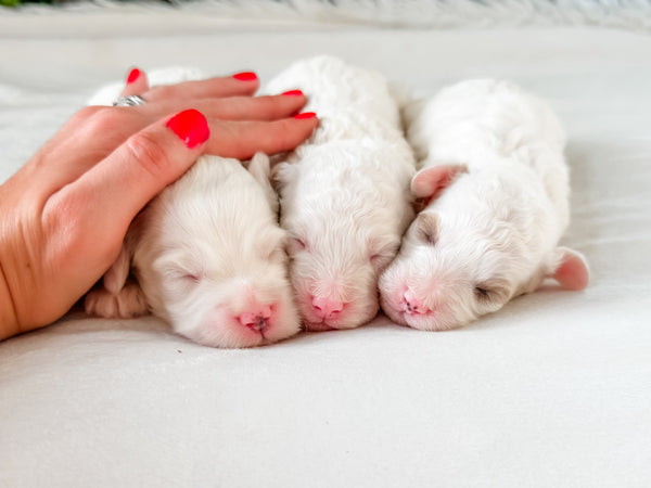 Micro Goldendoodle Boy $1,200