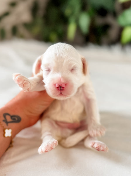 Micro Goldendoodle Boy $1,200