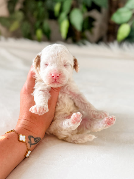 Micro Goldendoodle Boy $1,200