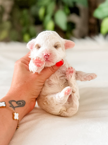 Micro Goldendoodle Boy $1,200