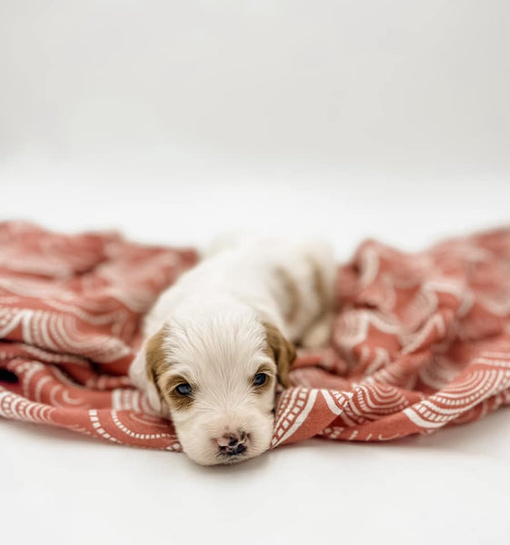 Petite Goldendoodle Girl $1,250