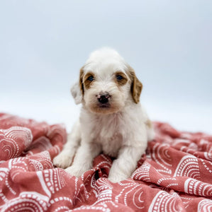 Petite Goldendoodle Girl $1,250