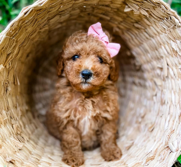 Micro Goldendoodle Girl $1,200