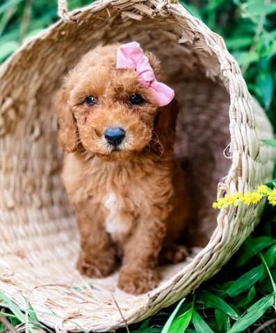 Micro Goldendoodle Girl $1,500