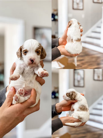 Micro/Mini Goldendoodle Girl $1500