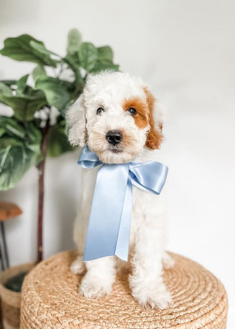 Mini Goldendoodle Boy $800