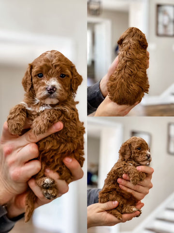 Micro Goldendoodle Girl $2000