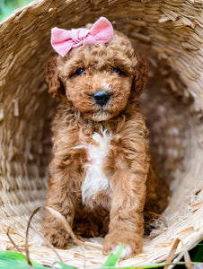 Micro Goldendoodle Girl $1,500