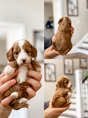 Mini Goldendoodle Girl $2500