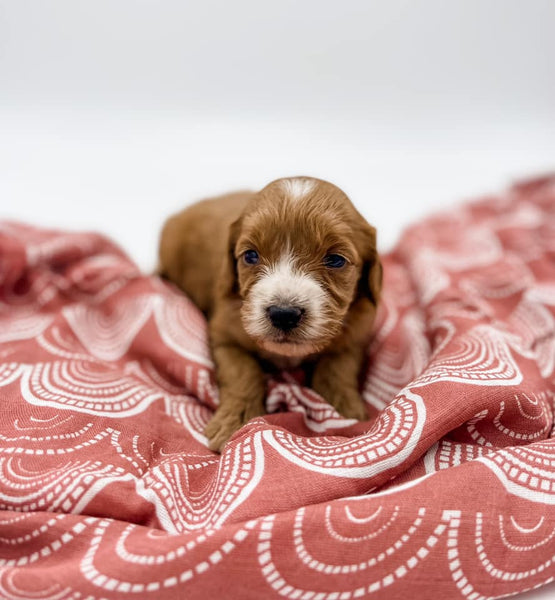 Petite Goldendoodle Girl $1,500