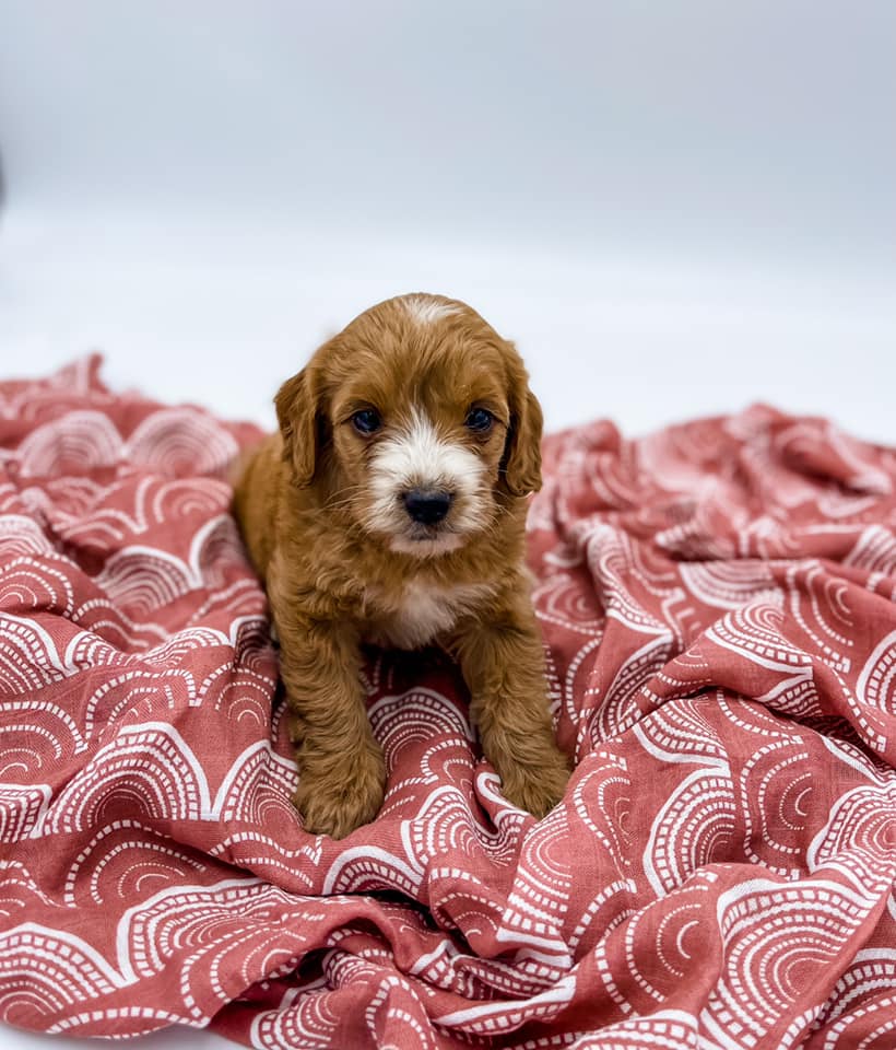 Petite Goldendoodle Girl $1,500