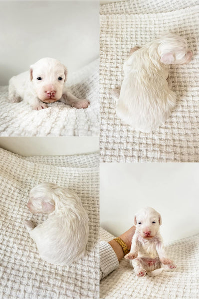Micro/Mini Goldendoodle Girl $1500