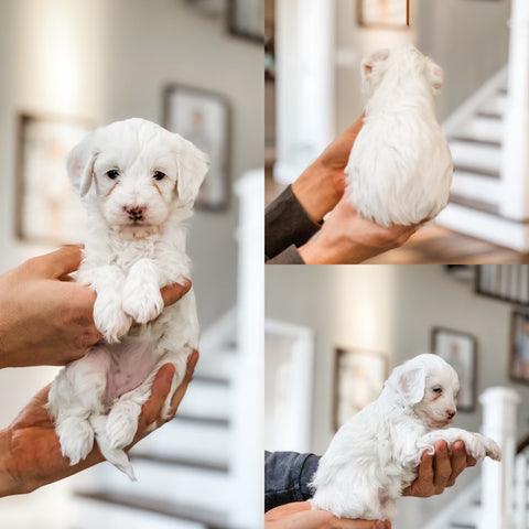 Micro/Mini Goldendoodle Girl $1500