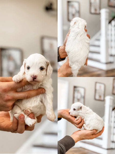 Micro/Mini Goldendoodle Boy $1000