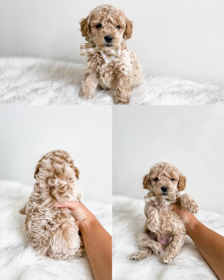 Micro/Mini Goldendoodle Boy $1,250