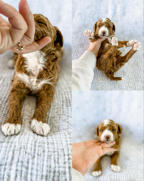 Micro Goldendoodle Boy $2,000