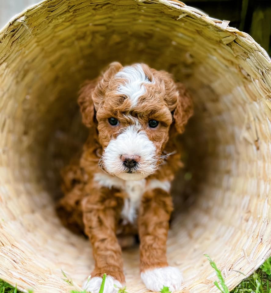 Micro Goldendoodle Boy $2,000