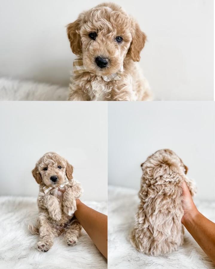 Micro/Mini Goldendoodle Boy $1,250