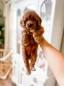 Micro/Mini Goldendoodle Girl $1,500