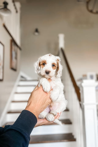 Mini Goldendoodle Boy $1200