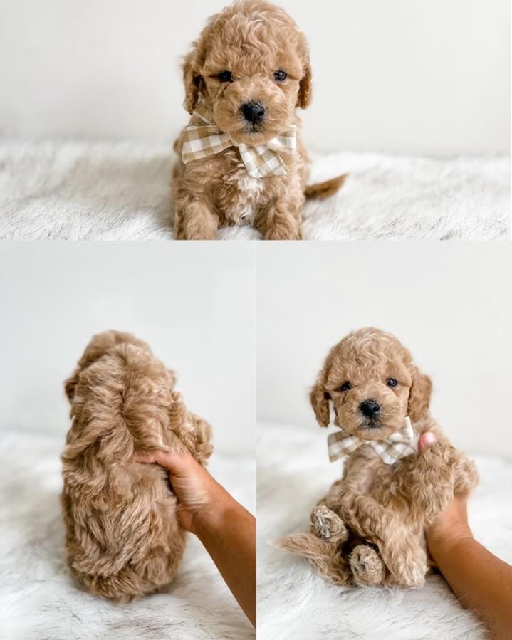 Micro/Mini Goldendoodle Boy $1,250