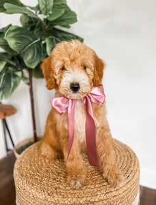 Mini Goldendoodle Girl $1250