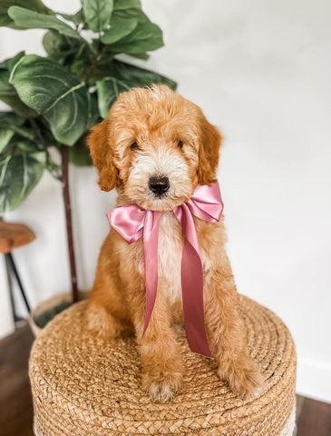 Mini Goldendoodle Girl $1250
