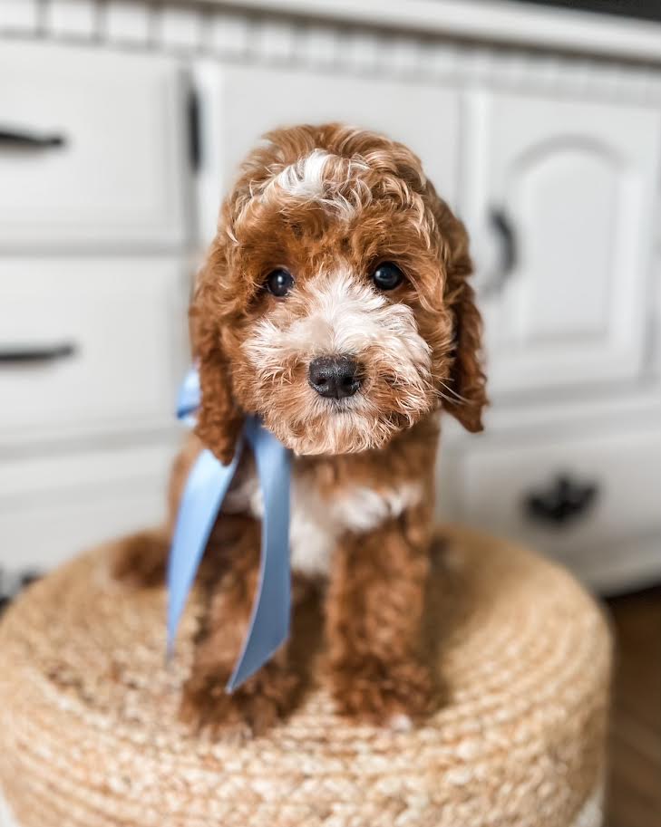 Micro Goldendoodle Boy $1,650