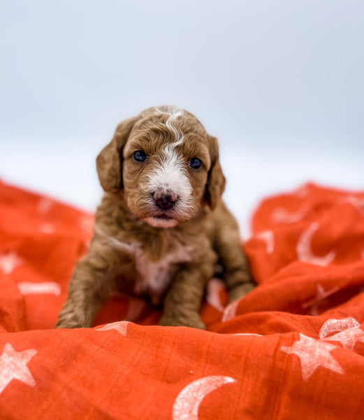 Micro/Mini Goldendoodle Girl $2,000