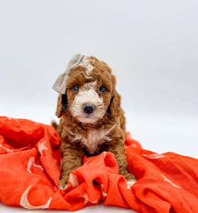 Micro/Mini Goldendoodle Girl $2,000