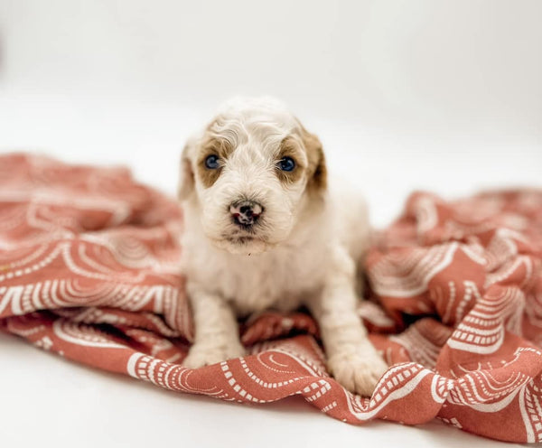 Petite Goldendoodle Girl $1,250