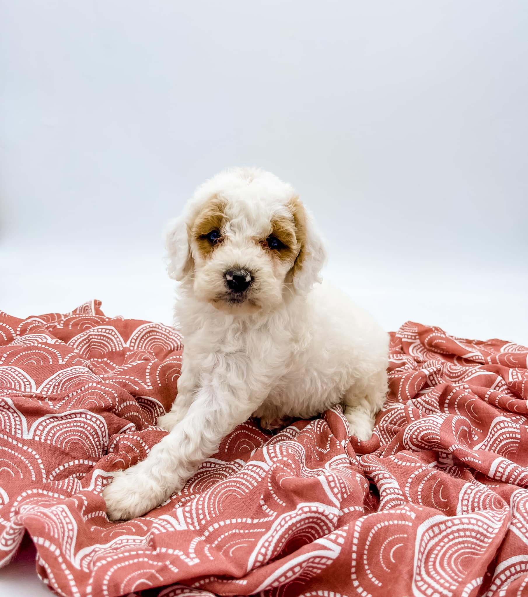 Petite Goldendoodle Girl $1,250