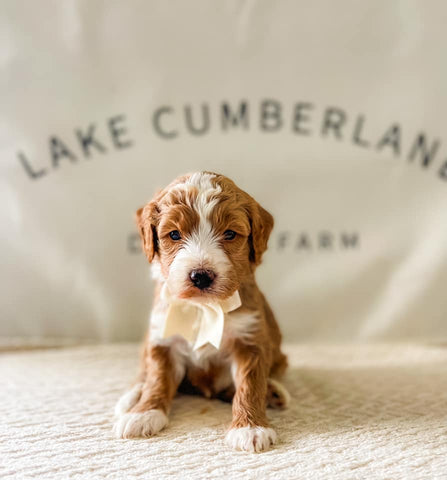 Mini Goldendoodle Boy $2000
