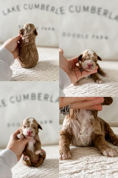 Micro Goldendoodle Boy $2000