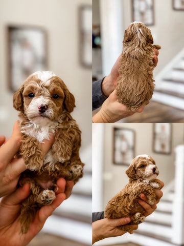Micro Goldendoodle Boy $2000