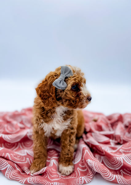 Petite Goldendoodle Girl $1,500