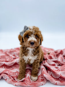 Petite Goldendoodle Girl $1,500