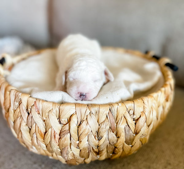 Mini Goldendoodle Boy $1,500