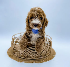 Micro Goldendoodle Boy $2,250