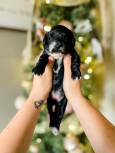 Micro Aussiedoodle Girl $1,250