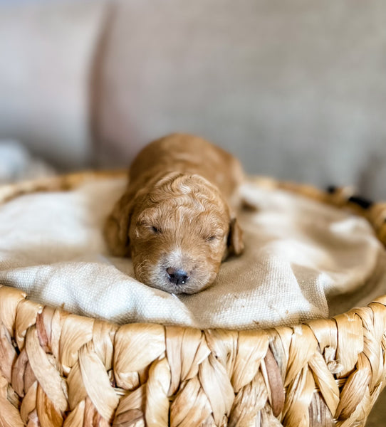 Mini Goldendoodle Girl $2,000