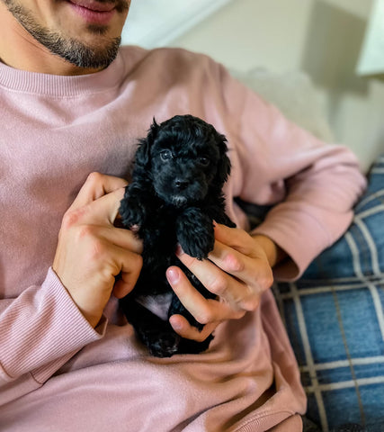 Micro Aussiedoodle Girl $1,200