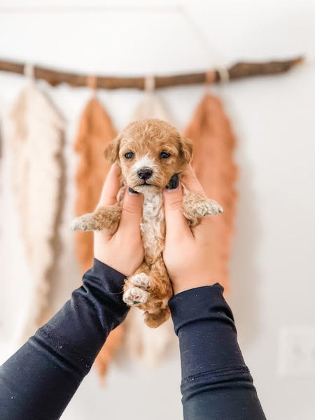 Micro/Mini Goldendoodle Girl $2,000